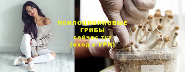 амф Гусев
